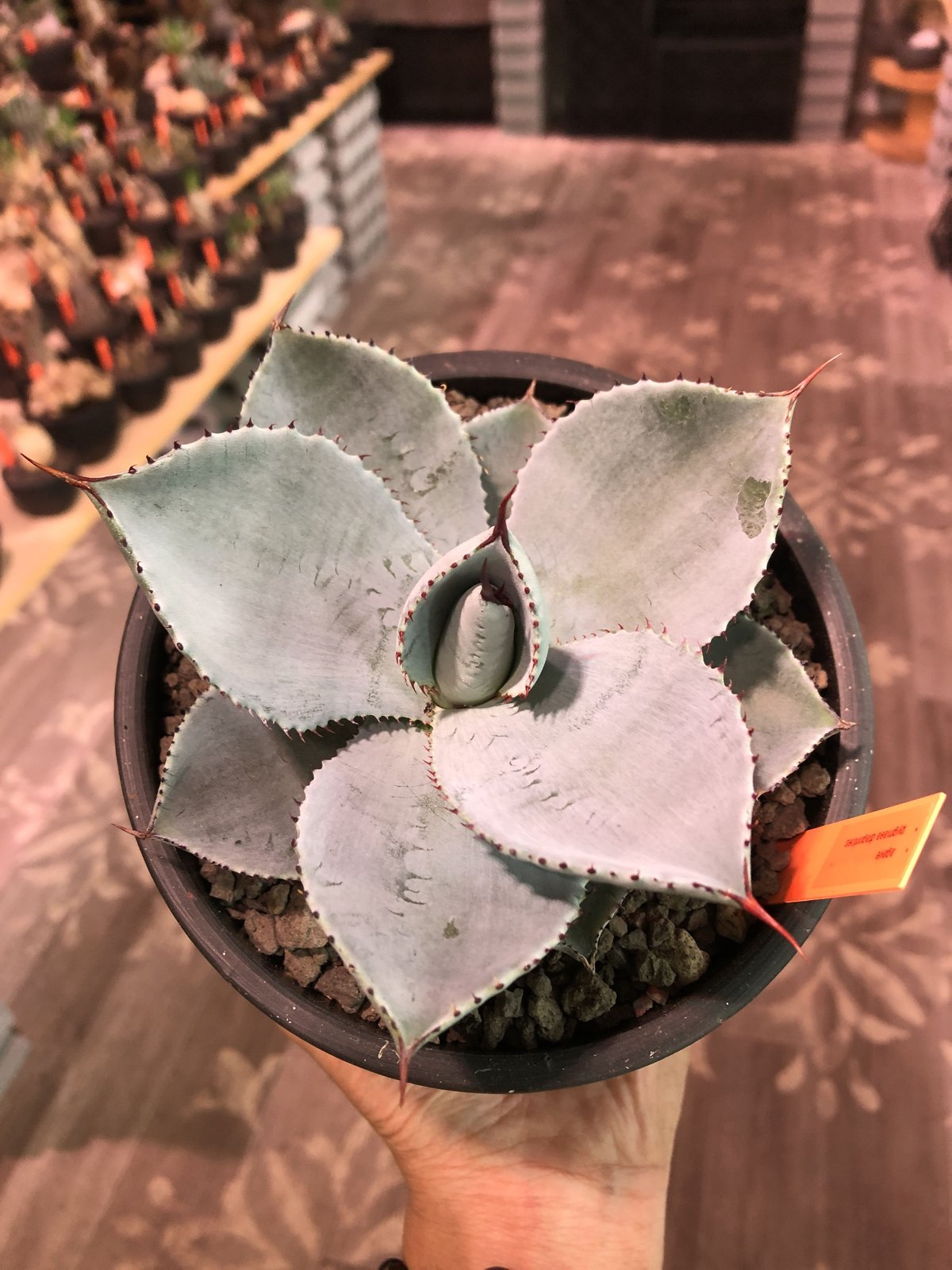 agave pygmaea dragon toes《M size》※発根済株※店主国内管...