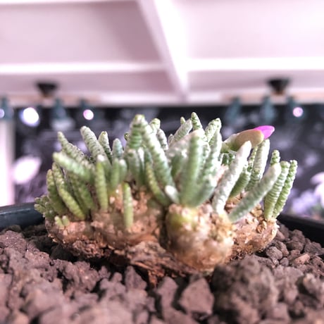 avonia   alstoni 《大きめL   size》※特化したかなり大きめ塊根を持つ希少大株アルストニー※ mad black bowl pot植え