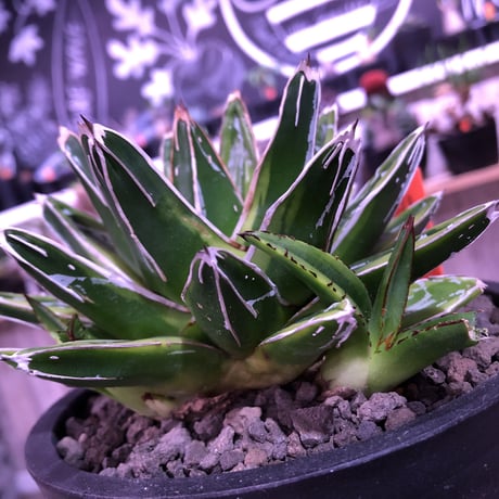 agave   victoria-ieginae  f.varieg. kizan《M  size》子吹き２つ   mad  black  pot植え