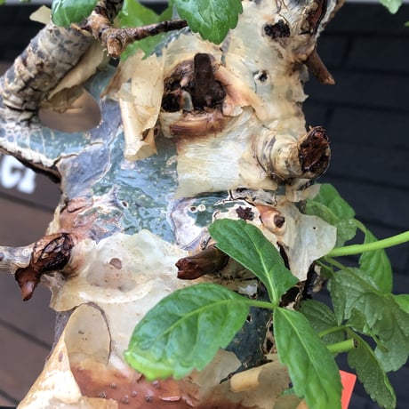 commiphora  holtziana《LL size》極太株※現地球発根後店主国内管理4年株※極太幹&weight低きwildな装い※tall pot植え
