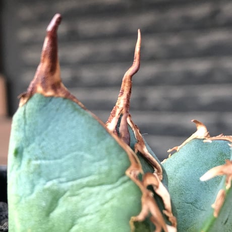 agave titanota  白鯨陽炎type《S size》※現地球株発根済 ④※唸り良き鋸歯に幅広肉厚タイプ※black pot植え