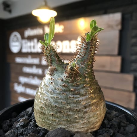 packypodium  gracilius《S size》※現地球発根済株※激希少green肌※店主国内管理2年株※短枝weight低く激まん丸株※mad black bowl pot植え