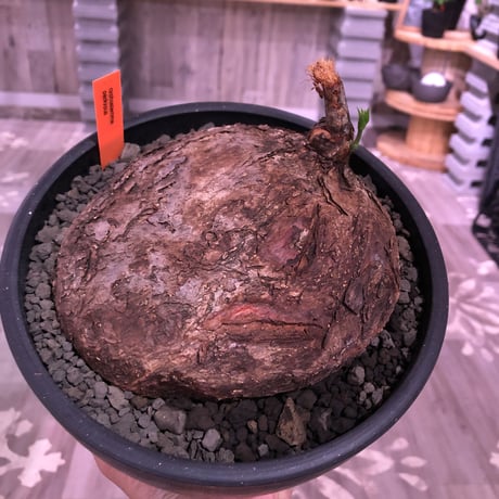 最新入荷 キフォステンマパキプス | STORES 塊根植物・コーデックス