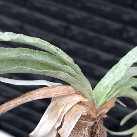 boophane  disticha  《 大きめM size》ver.陽炎type※現地球発根後店主国内管理3年株※適度なぼってり感樹形&躍動感あるジリジリ葉を展開※mad black pot植え