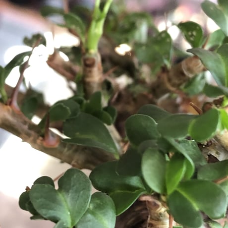 sarcocaulon  vanderietiae《L size》※現地球発根後店主国内管理3年株※希少夏型種‼︎balance良樹形＆味深い極太幹※mad  black  pot植え