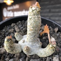 希少‼︎dorstenia  horwoodii《大きめM size》※現地球株発根済※極白肌&weight低きぼってり株元に良枝振りが堪らない※black bowl pot植え