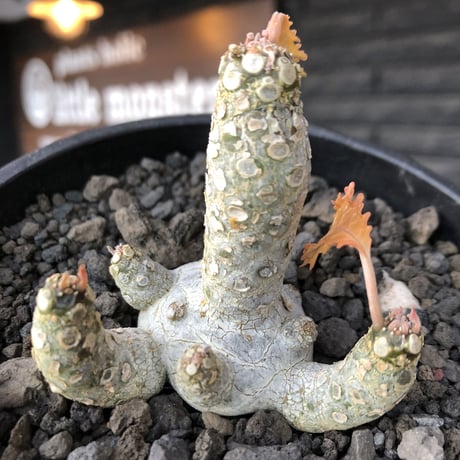 希少‼︎dorstenia  horwoodii《大きめM size》※現地球株発根済※極白肌&weight低きぼってり株元に良枝振りが堪らない※black bowl pot植え