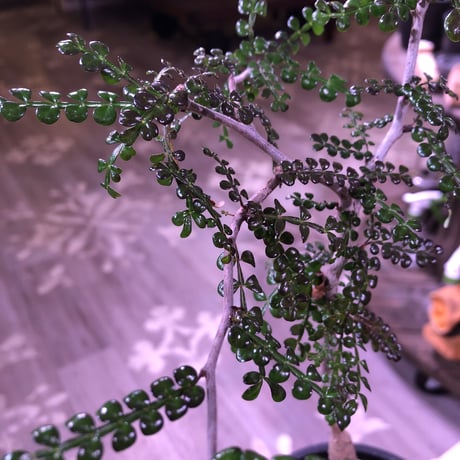 opercullicarya   decaryi  littmon  seed🌱  《5年株》mad  black  pot植え （限定1株）※当店実生デカリー最高株元size‼︎