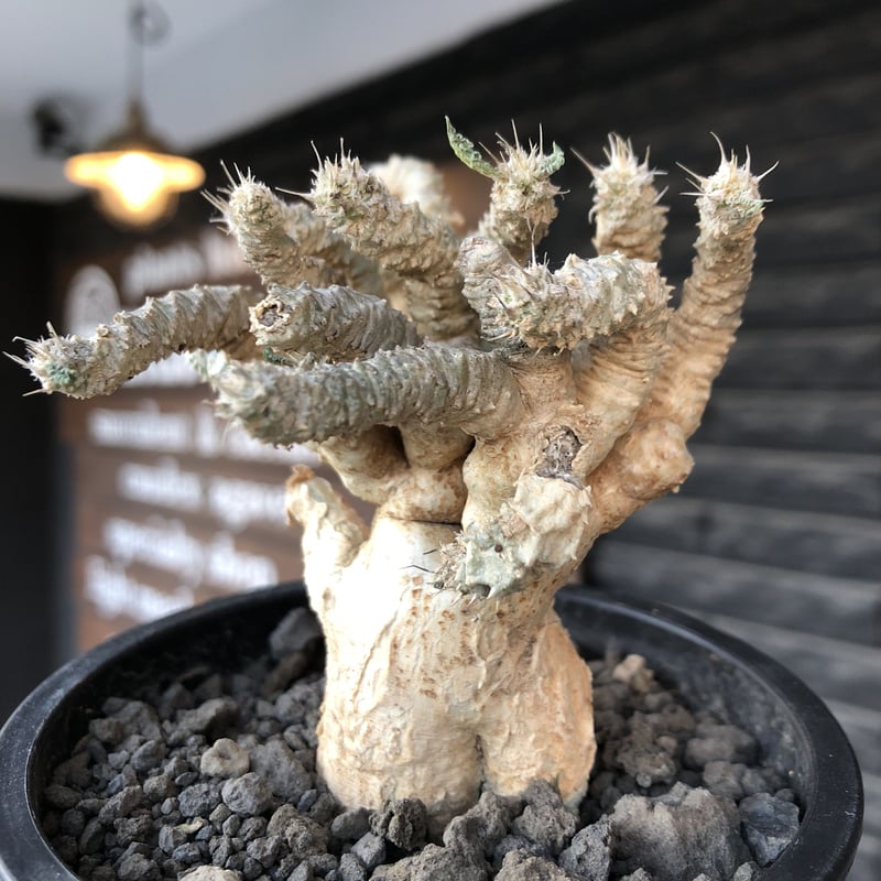 ボタニカ キャニスター / Lathyrus tuberosus ボタニカ キャニスター / Lathyrus tuberosus