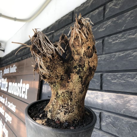 xerophyta trichophylla《S size》※現地球発根後店主国内管理2年株※驚愕強靭株※枝振り良くweightもlow‼︎かわいい小振りサイズ※mad black pot植え