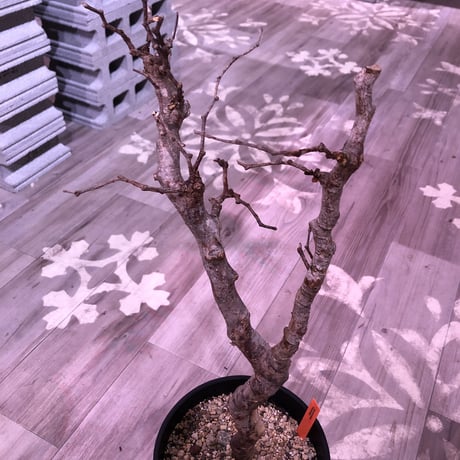 commiphora   monstrosa《 L size》芽吹き&発根済み株！