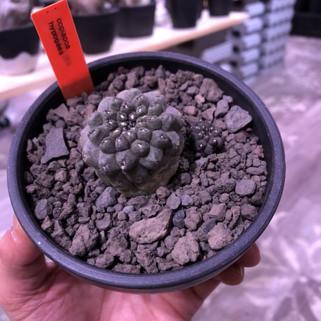 copiapoa   hypogaea《大きめS size》子吹き株※現地球カキ仔自根株※店主国内管理3年株※黒肌に優しい黒棘がwildなヒポガエア※mad black bowl pot植え※No.①