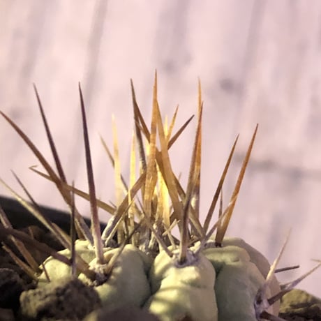copiapoa黒王丸 | STORES copiapoa黒王丸 | STORES