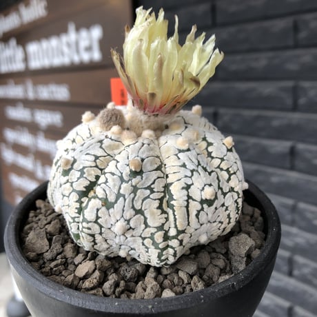 astrophytum asterias var.スーパー兜　V-type《L size》※店主国内管理4年株※ビッグで白肌が堪らない希少V-type‼︎※mad black bowl pot植え