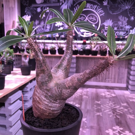 pachypodium  gracilius《M size》※現地球株  発根済み株‼︎  （限定1株）バランスの取れた手乗りサイズ　※mad black pot植え