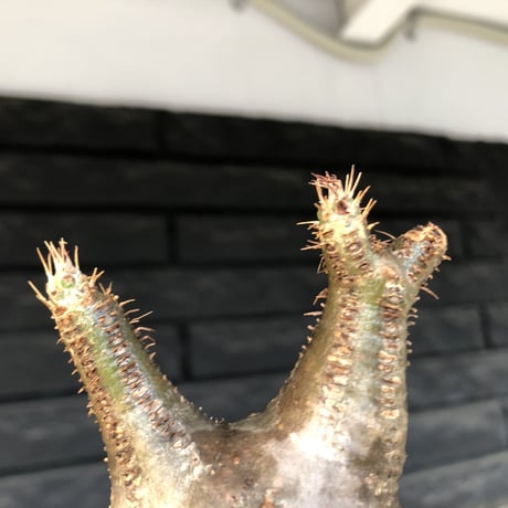 pachypodium  gracilius《S size》希少ニ頭枝美株※現地球発根済株※店主国内管理2年株※極balanceな樹形にニ頭枝なかわいいグラキ※mad black pot植え