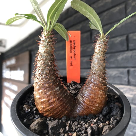 pachypodium gracilius《S size》赤肌&w-he'd株※現地球発根後店主国内管理2年株※まだまだ華奢ながらasymmetryな良樹形※mad black pot植え