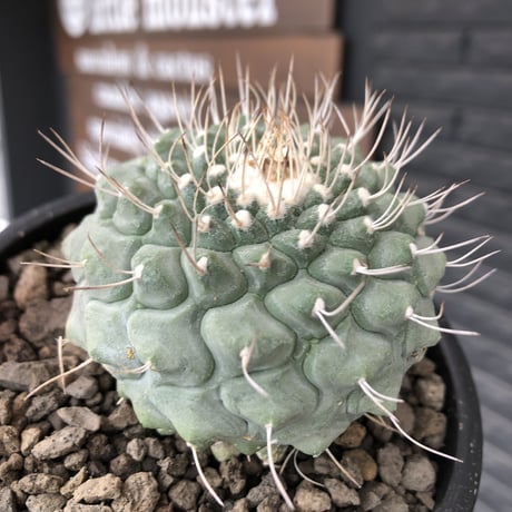 strombocactus 白棘菊水《大きめL size》※激希少‼︎現地球株カキ仔自根大株（自根歴16年）※カキ仔株の為、良きDNAを受け継ぐbig白棘菊水※mad black pot植え