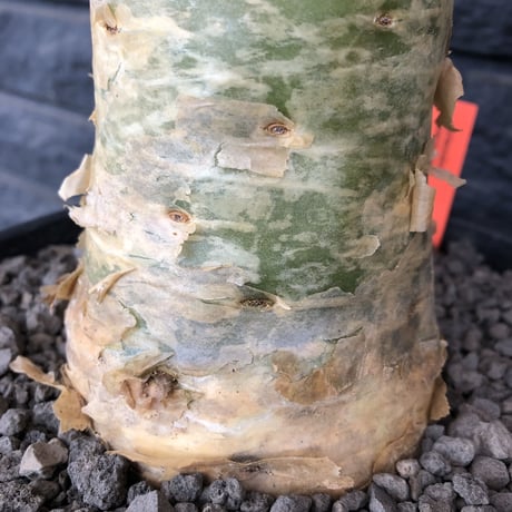 tylecodon  paniculatus《L L size》店主国内管理7年株※唯一無二な極太パニク※激希少big株幅‼︎チレコ最大種の大変オススメ株※mad black bowl pot植え