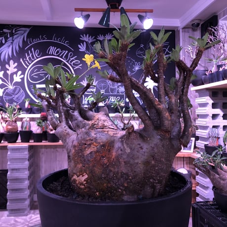 packypodium  gracilius《XL size》大株※現地球発根後店主国内管理7年株※大変big且つ激枝振り＆現地焼けbody※mad black bowl pot植え