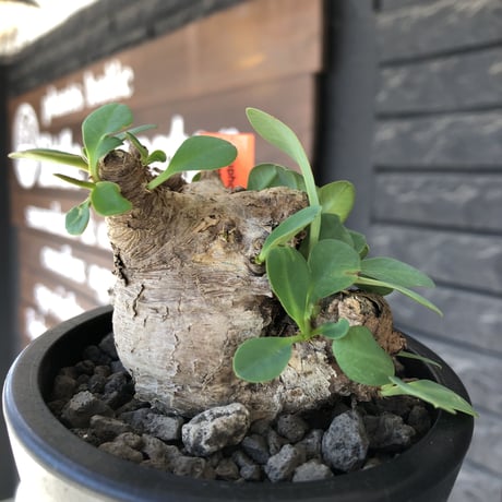 euphorbia  itremensis 《M size》※現地球発根後店主国内管理3年株※まん丸塊根で可愛くボコボコと変形しながら枝作りし変化も楽しめる一株※mad black pot植え