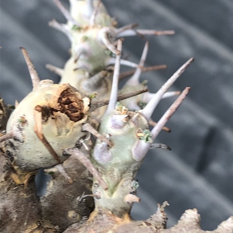 sarcocaulon crassicaule《M  size》※現地球発根済株※店主国内管理2年株※個体差でより鋭い赤味ある強刺に縮れ葉＆白花のギャップ萌えする良樹形※mad black pot植え