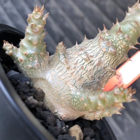pachypodium windsorii《M size》※選抜littmon seed🌱※weight低き極ぼってり株元&枝振りも◎良樹形※mad black pot植え