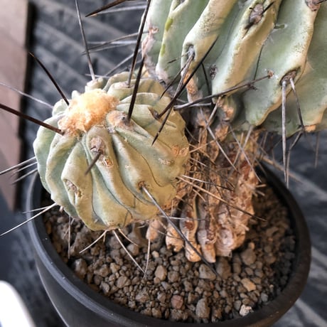 copiapoa cinerea ver.dealbata《L size》※現地球発根後店主国内管理21年株※極上の極みな黒士冠‼︎wild感が堪らない※mad black bowl pot植え