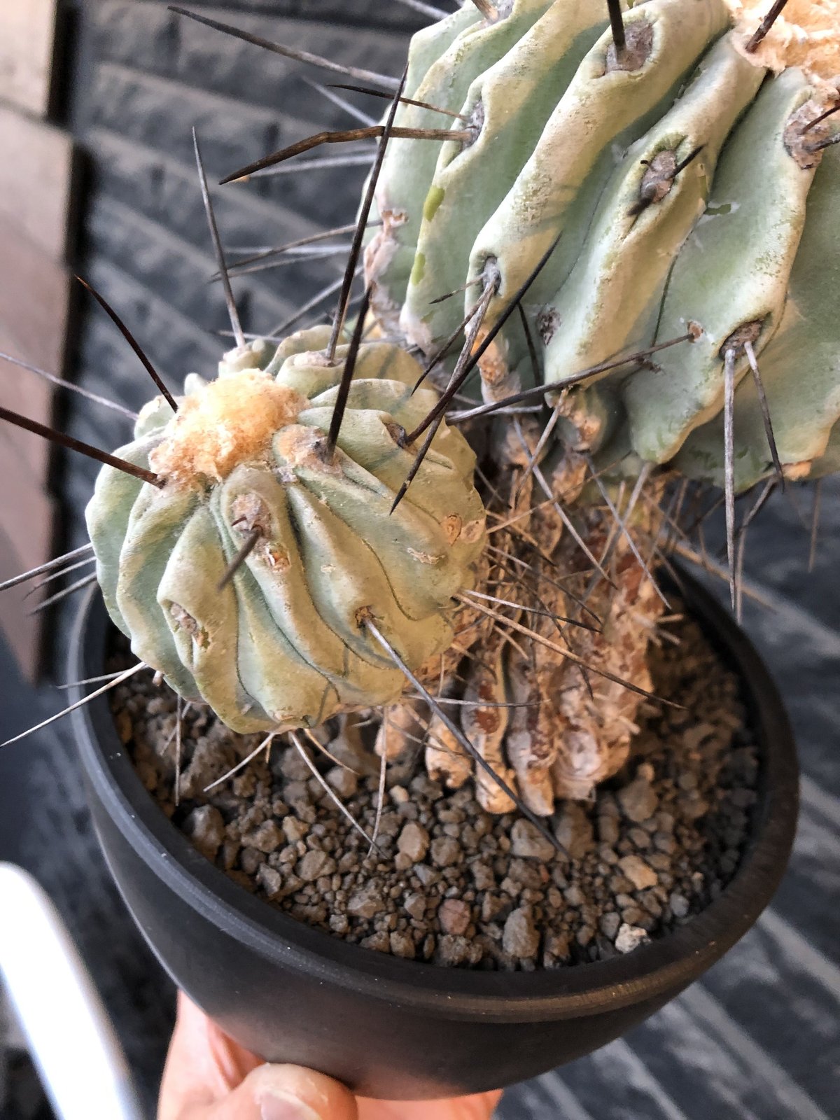 copiapoa cinerea ver.dealbata《L size》※現地球発根後店主国...