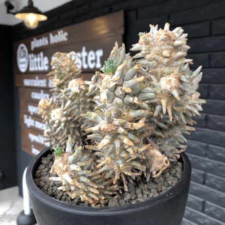 tylecodon wallichii（LL size）※現地球発根済※発根後店主国内管理8年株※ヤバい程の枝振り‼︎weight極めて低い良樹形驚愕ワリチー※mad black bowl pot植え