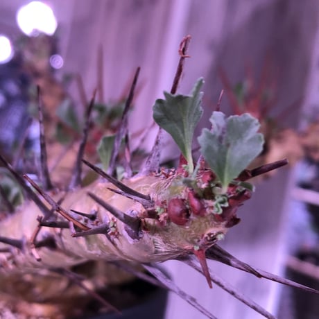 sarcocaulon  crassicaule《L size》