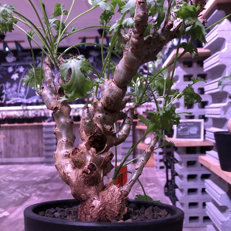 pelargonium   crithmifolium《L size》枝だけでなく、塊根部分も年々ボコボコと大きくなっていくのが楽しみな１株‼︎  ※mad black pot植え
