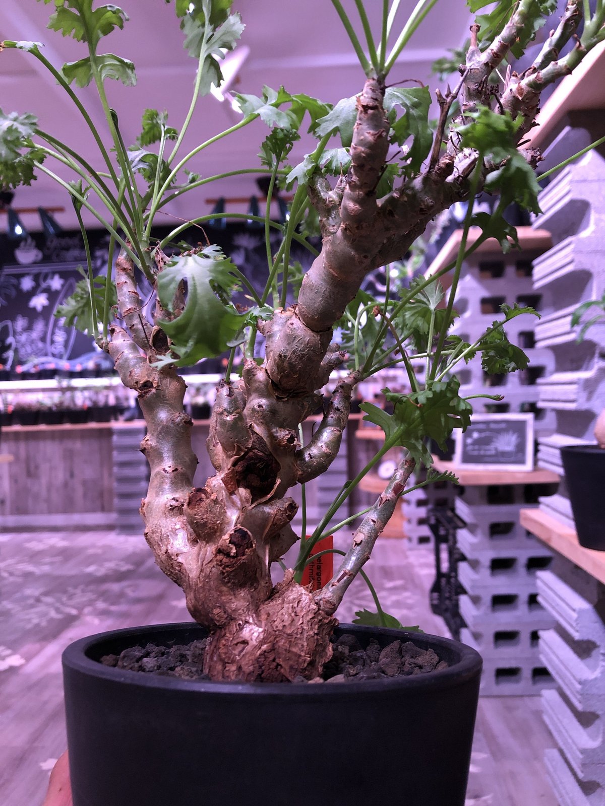 塊根植物・コーデックス Pelargonium crithmifolium pelargonium crithmifolium《L size》枝だけでなく、塊根部分も