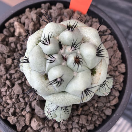 ortegocactus   macdougallii《LL  size》激希少monster株※現地球発根済株※店主国内管理9年株※big球体極美株‼︎激オススメ株※mad black pot植え