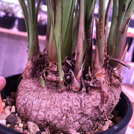 calibanus   hookeri《M size》希少・極美株  ※地植え可能なフーケリー