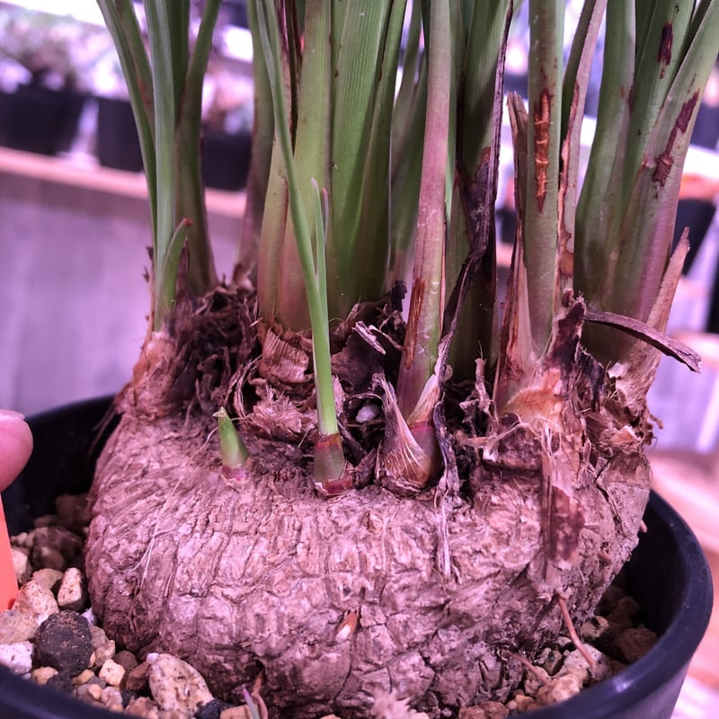 calibanus hookeri《M size》希少・極美株 ※地植え可能な