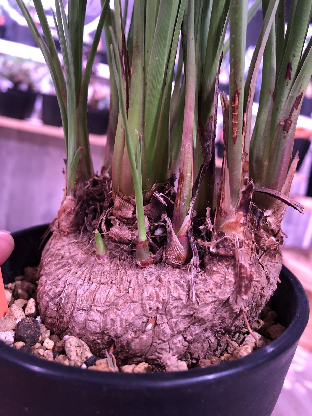 calibanus hookeri《M size》希少・極美株 ※地植え可能な