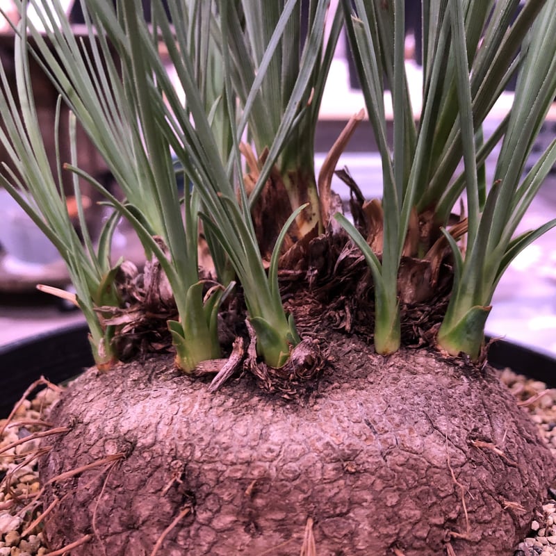 calibanus hookeri《L size》希少・極美株 | plants holi