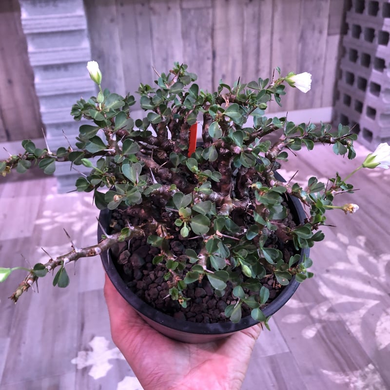 sarcocaulon vanderietiae《L size》※サルコカウロン 希少夏型