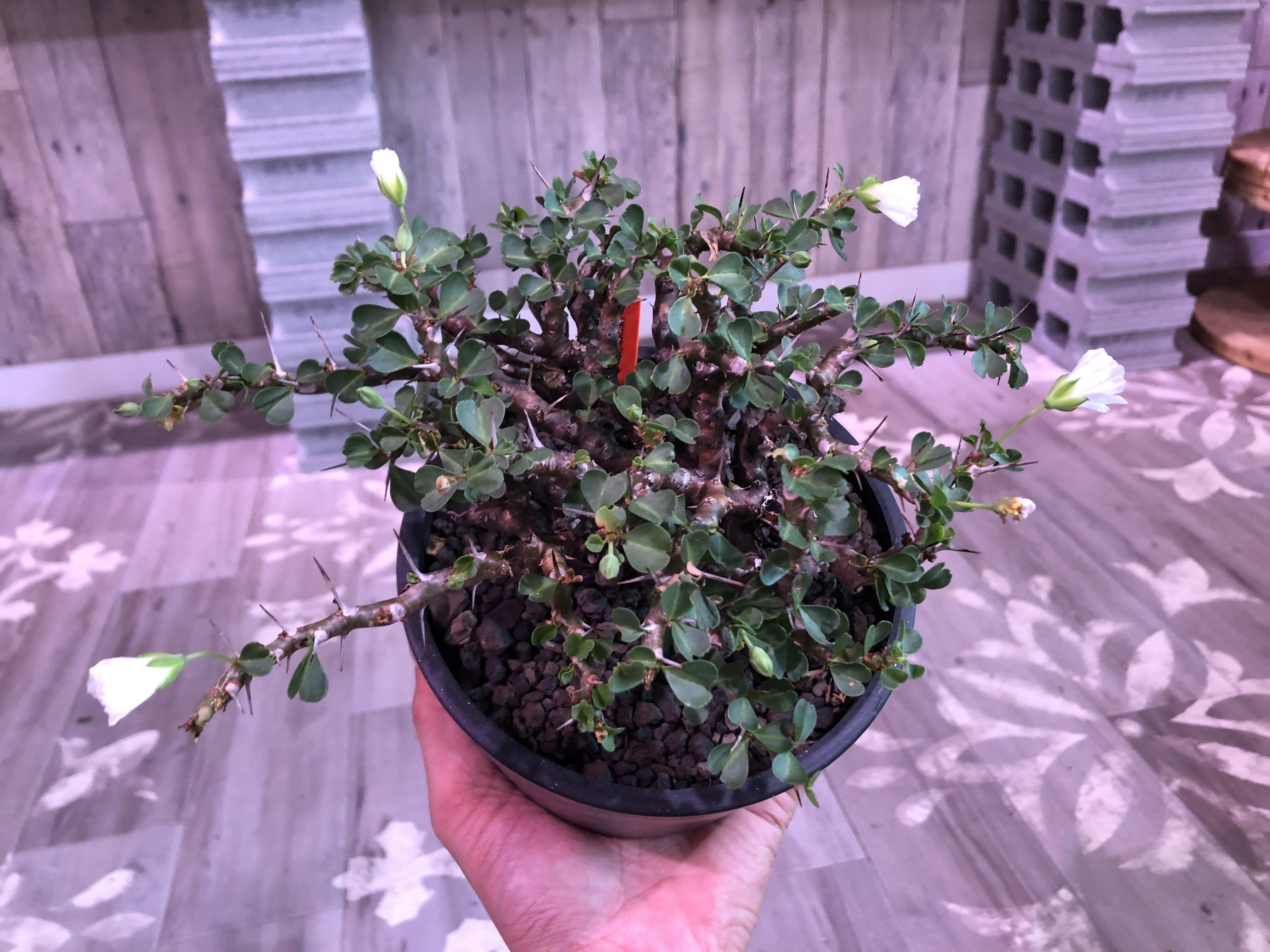 sarcocaulon vanderietiae《L size》※サルコカウロン 希少夏型