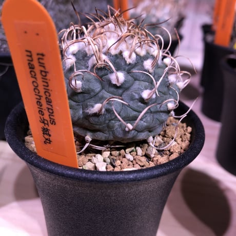 turbinicarpus   牙城丸