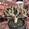 euphorbia    guillauminiana《L  size》※現地球発根済株※幹が太めで荒い肌質&細枝で枝振り激しきwildギラウミ‼︎last一株※mad black pot植え
