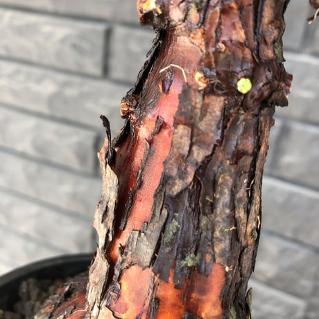mestoklema  tuberosum《大きめM size》※現地球発根済株※大変朽ちくした表皮に赤肌味強き株元どっしり樹形‼︎希少‼︎冬季も動く唯一無二な灌木※mad black pot植え