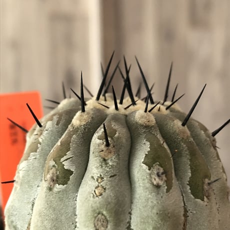 copiapoa   cinerea  黒王丸《M size》希少※現地球株自根株‼︎※店主国内管理2年株※大変白さ&サイズ感&balance良き黒王丸※陶器 pot植え