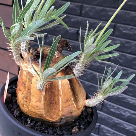 pachypodium gracilius《L size》※現地球株発根済（店主所有株）※360度現地焼け表皮&360度胴吹き枝を持つ唯一無二過ぎる渾身の一株※mad black bowl pot植え