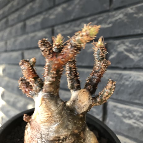 pachypodium gracilius《M size》極‼︎低重心ぼってり樹形※現地球発根後店主国内管理3年株※岩肌に当たり育った傷跡を持つぼってり樹形※mad black pot植え