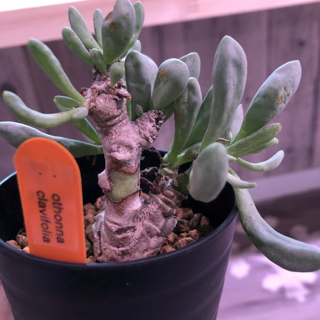 othonna   clavifolia《S size》