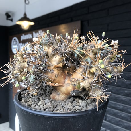 othonna  euphorbioides《L L size》※現地球発根後店主国内管理6年株※極太幹のどっしり構え&良枝振りvolume満点樹形※mad black pot植え