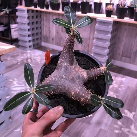 packypodium    cactipes《M size》発根済み株‼︎ 男前 blackカクチ‼︎