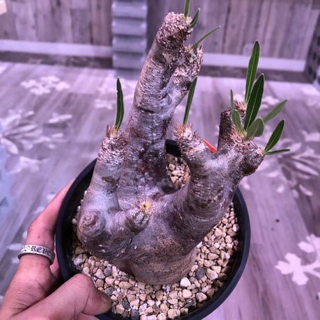 packypodium  inopinatum《M  size》※現地球  発根済み株